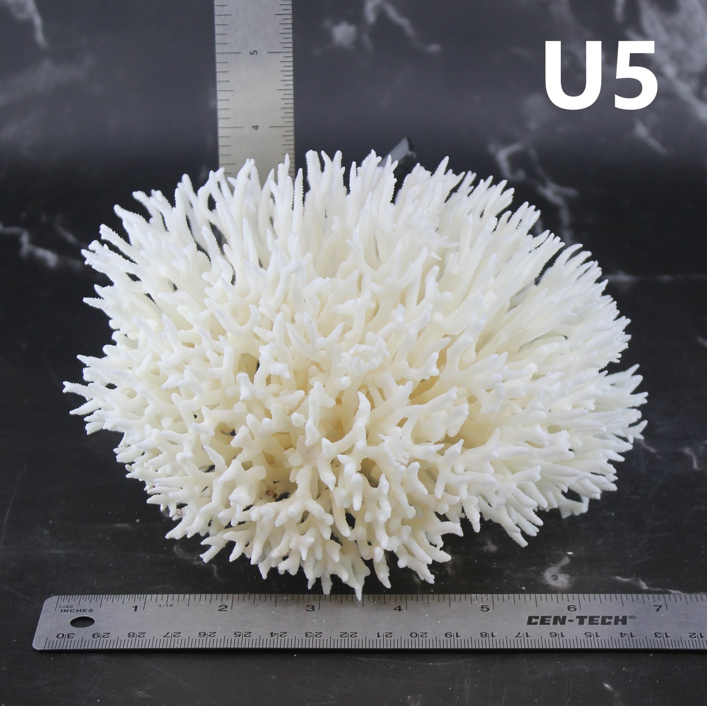 Birdsnest Coral 5-7"