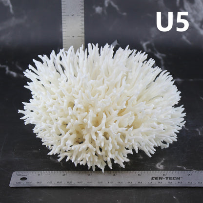 Birdsnest Coral 5-7"