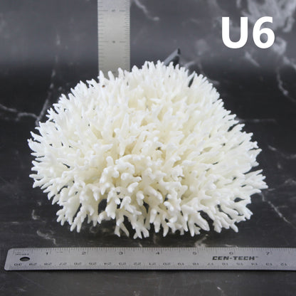 Birdsnest Coral 5-7"