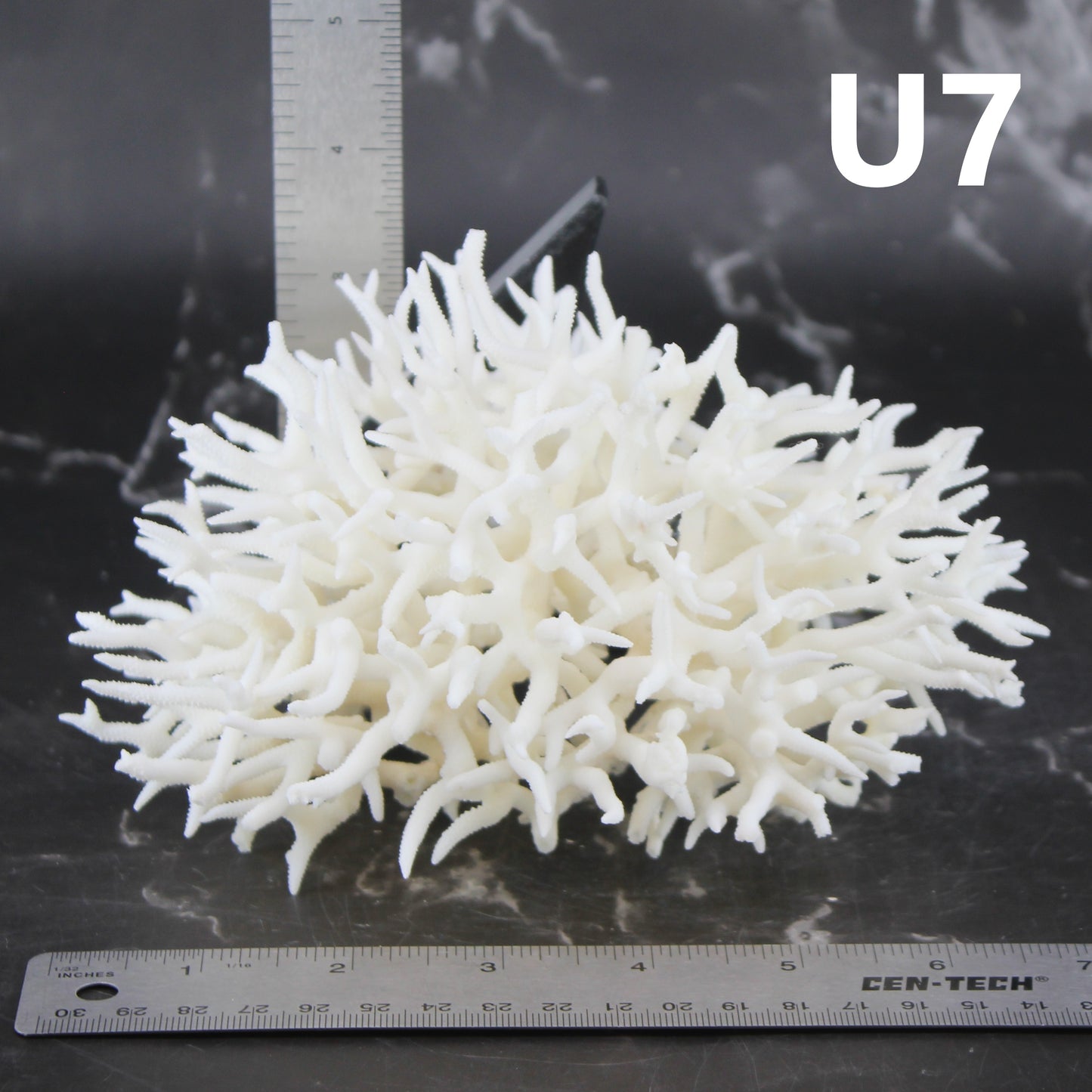 Birdsnest Coral 5-7"