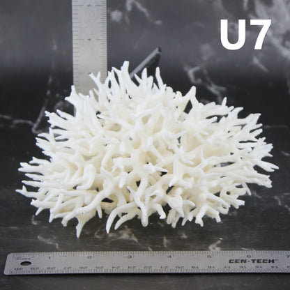 Birdsnest Coral 5-7"