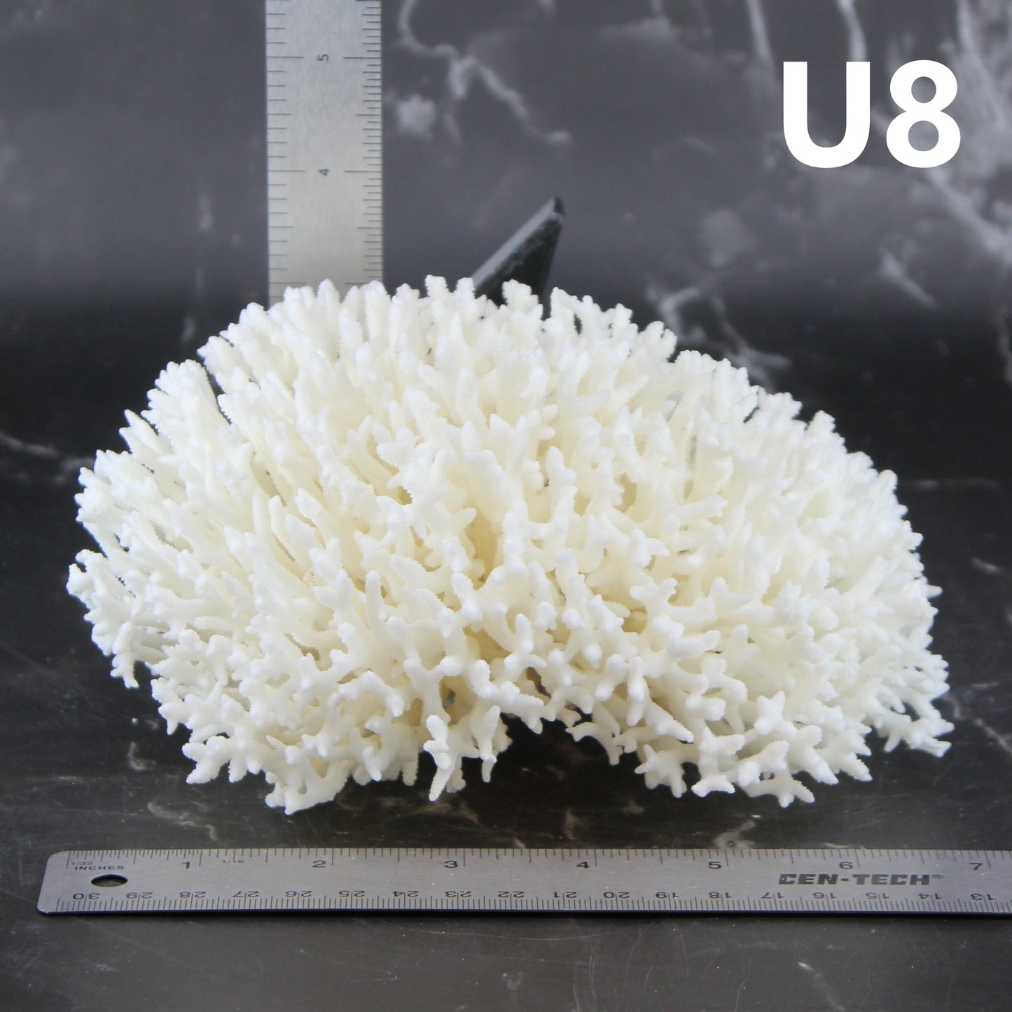 Birdsnest Coral 5-7"