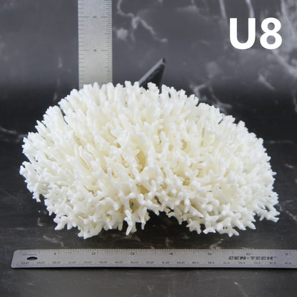 Birdsnest Coral 5-7"