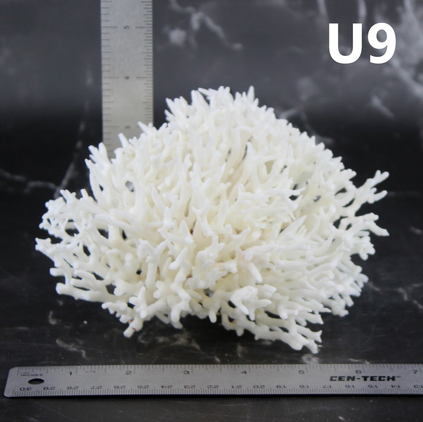 Birdsnest Coral 5-7"