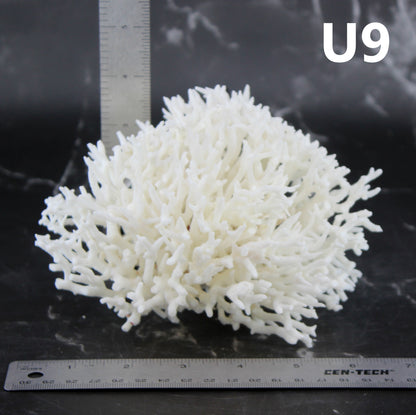 Birdsnest Coral 5-7"