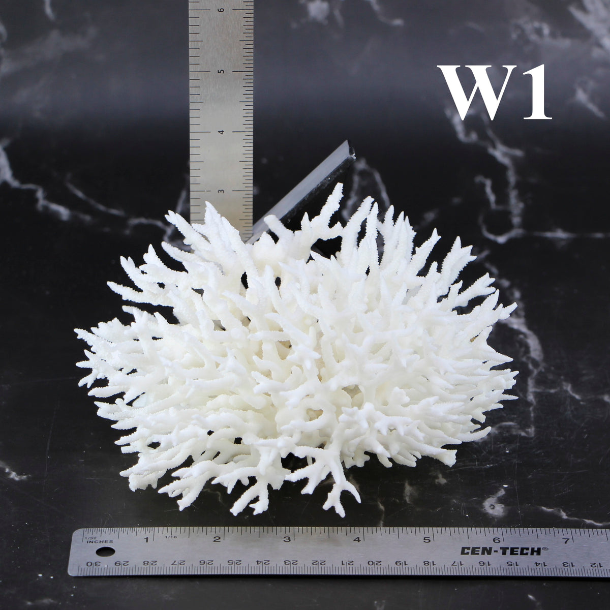Birdsnest Coral 5-7"