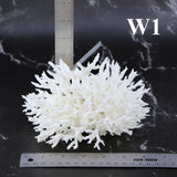 Birdsnest Coral 5-7"