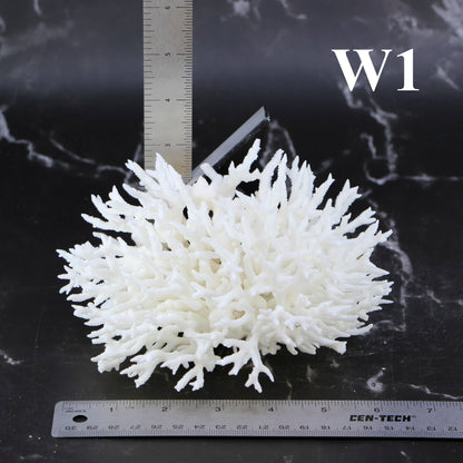 Birdsnest Coral 5-7"