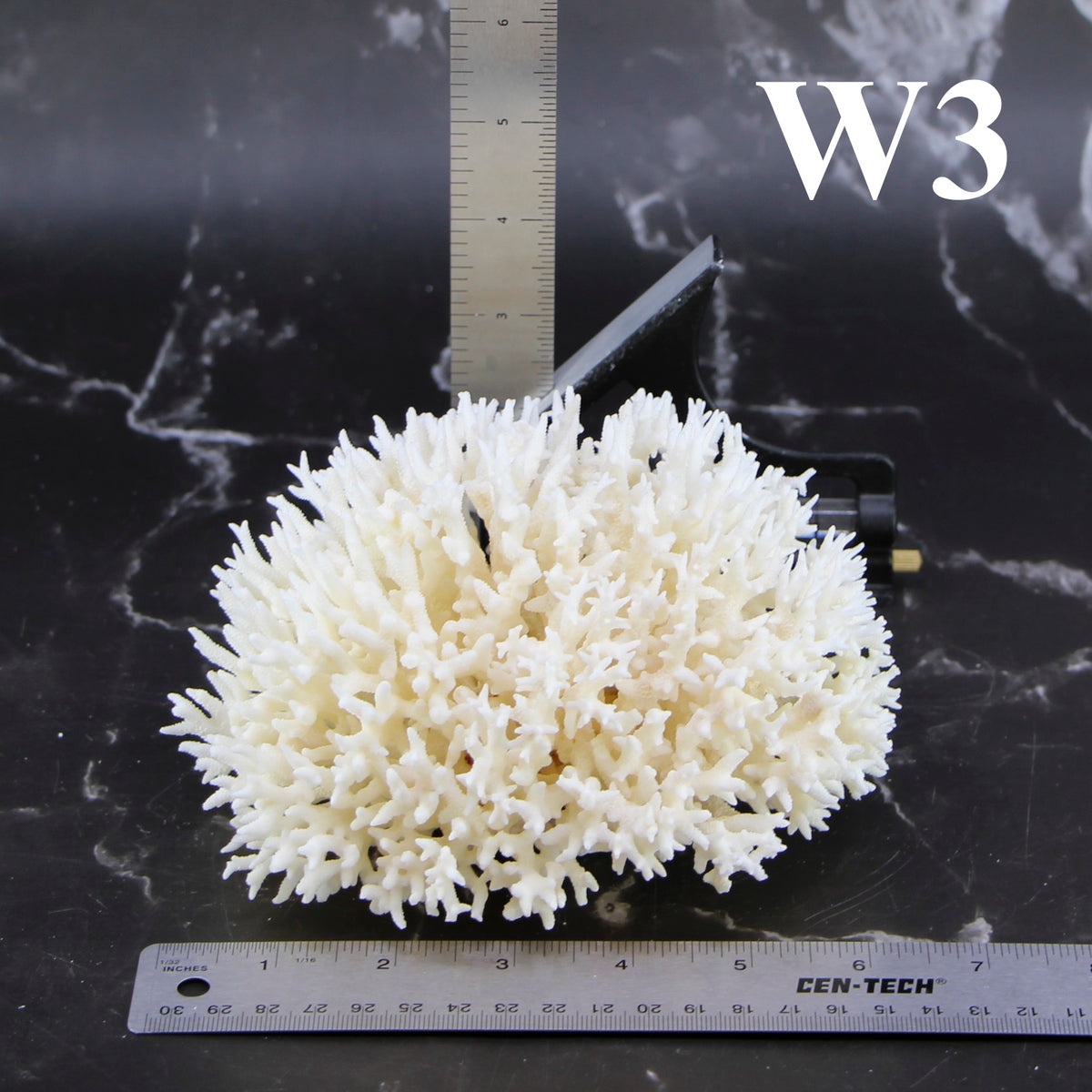 Birdsnest Coral 5-7"