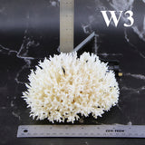 Birdsnest Coral 5-7"