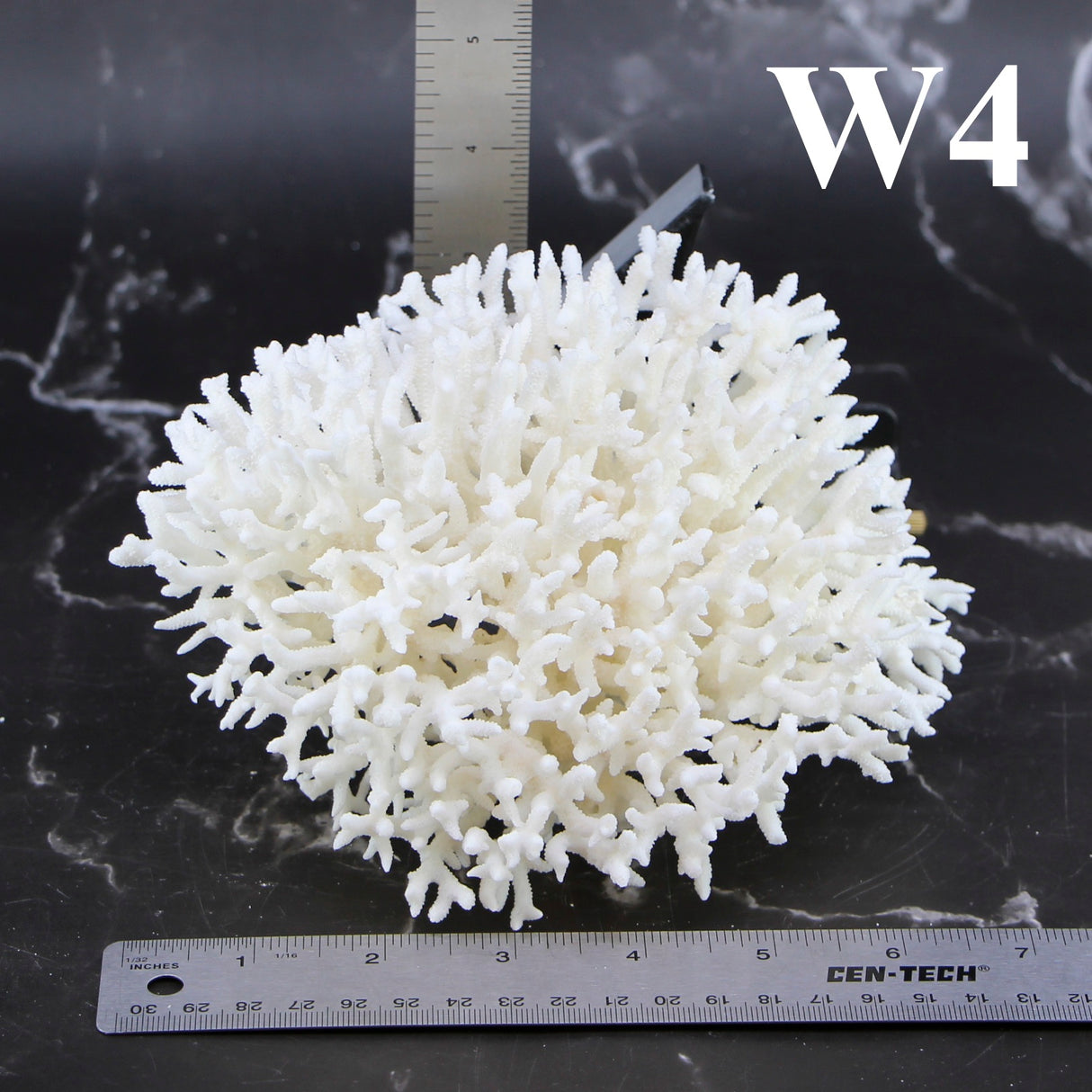 Birdsnest Coral 5-7"