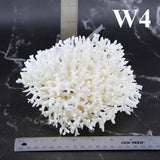 Birdsnest Coral 5-7"