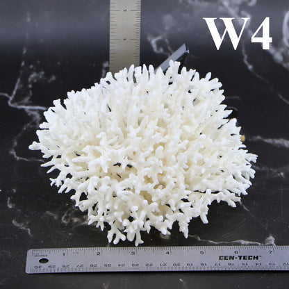 Birdsnest Coral 5-7"