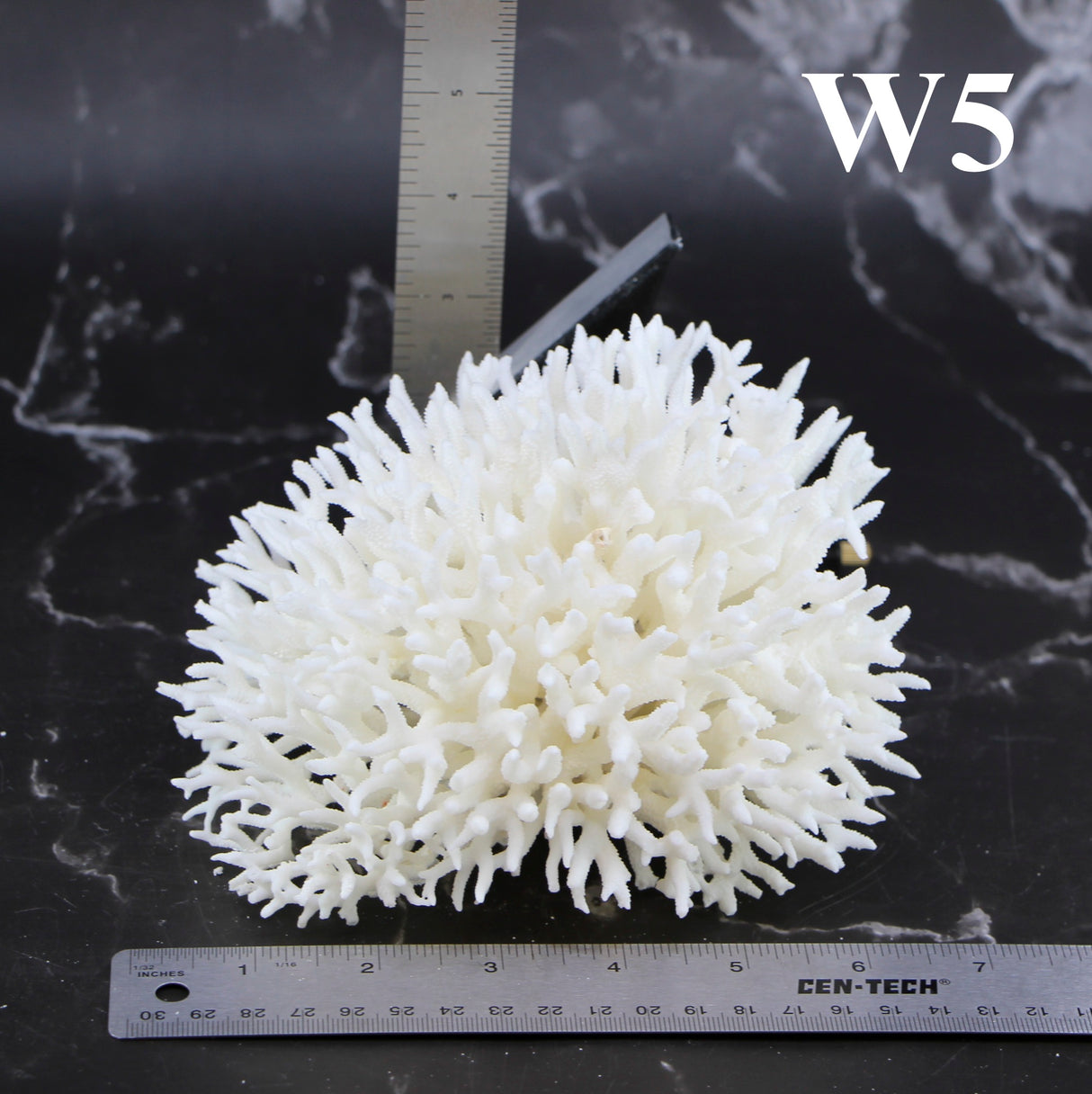 Birdsnest Coral 5-7"