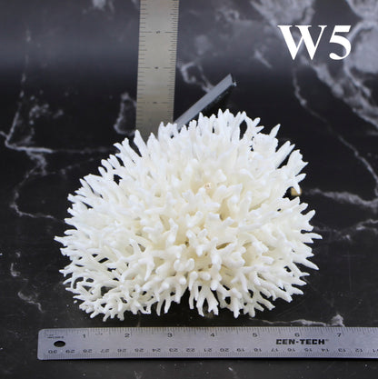 Birdsnest Coral 5-7"