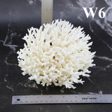 Birdsnest Coral 5-7"