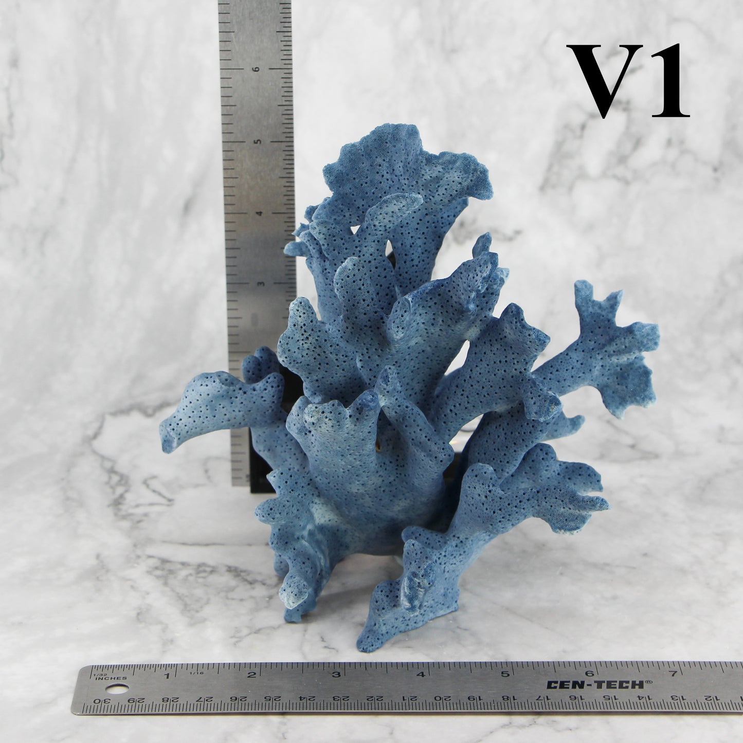 Blue Coral 5-7"