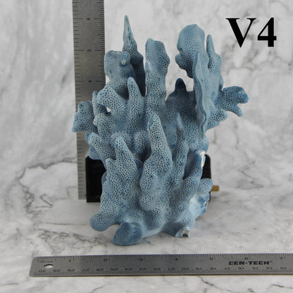 Blue Coral 5-7"