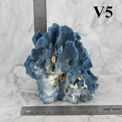 Blue Coral 5-7"