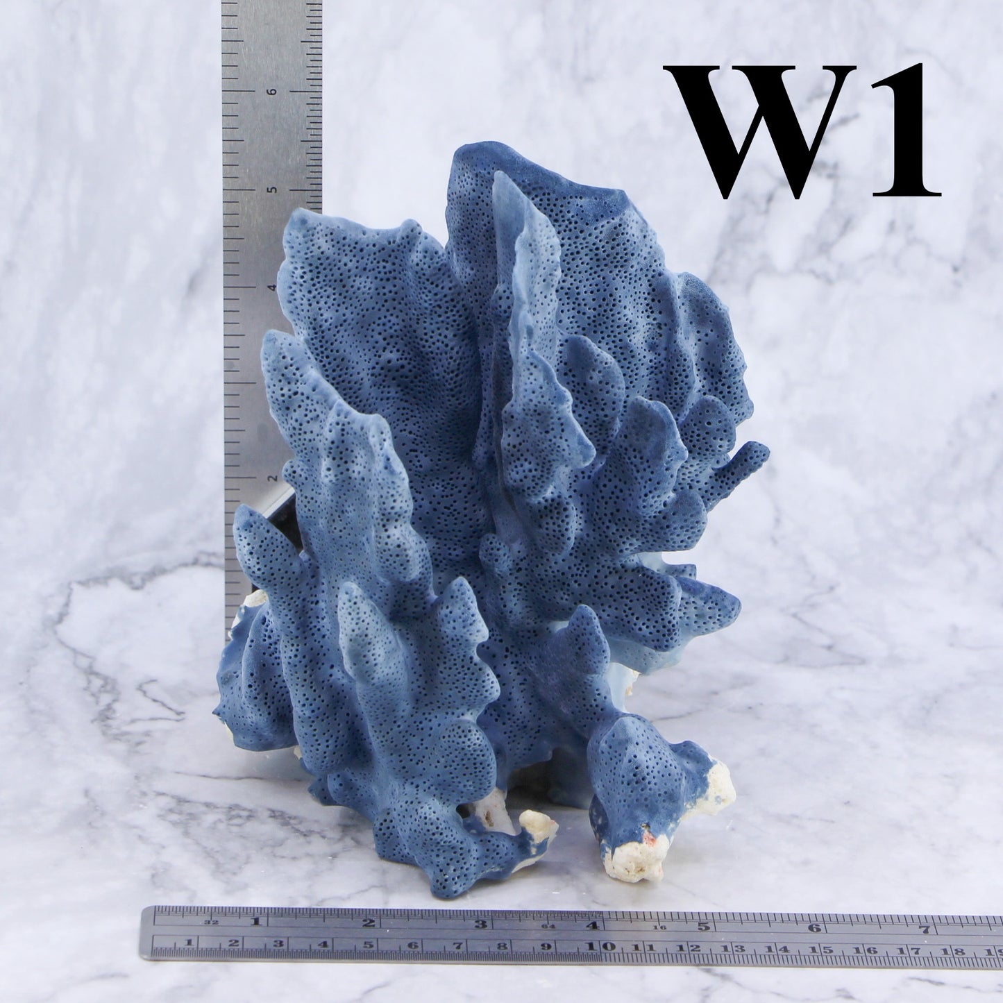 Blue Coral 5-7"