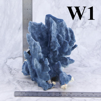 Blue Coral 5-7"