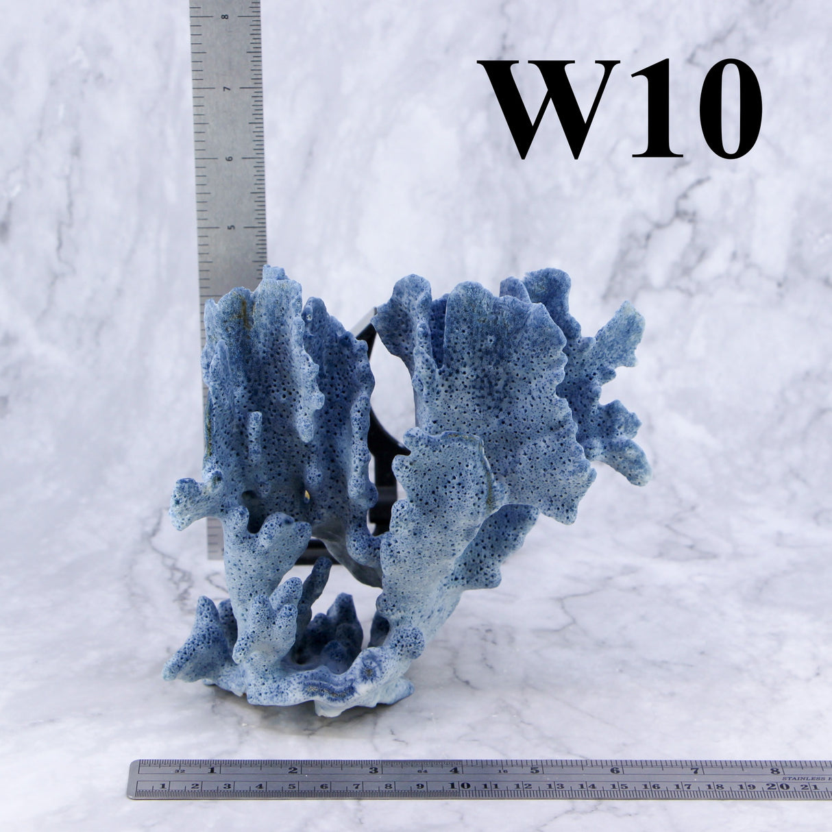 Blue Coral 5-7"