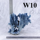 Blue Coral 5-7"