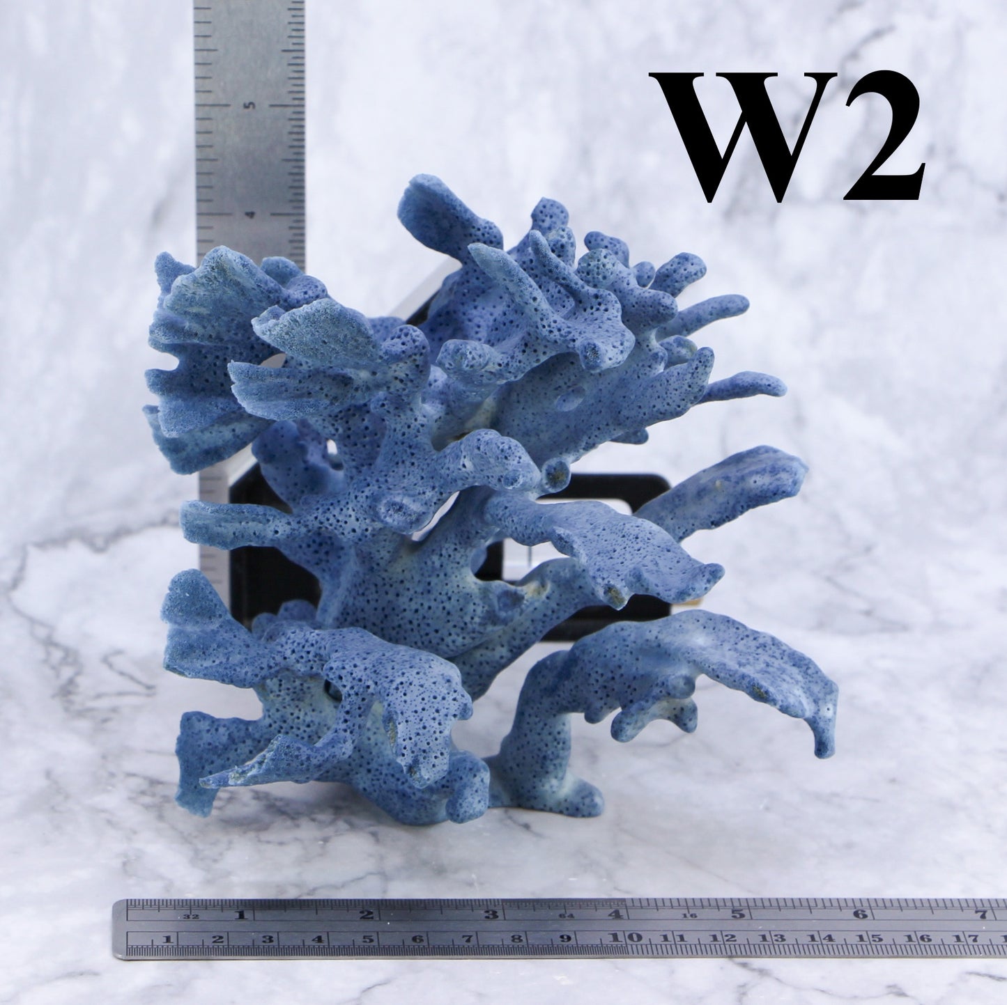 Blue Coral 5-7"