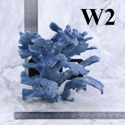 Blue Coral 5-7"