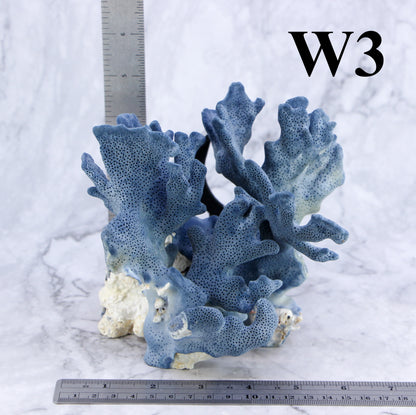 Blue Coral 5-7"
