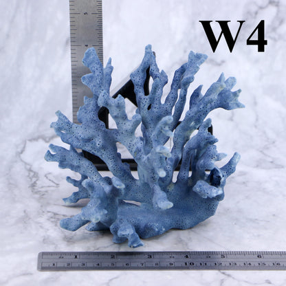 Blue Coral 5-7"