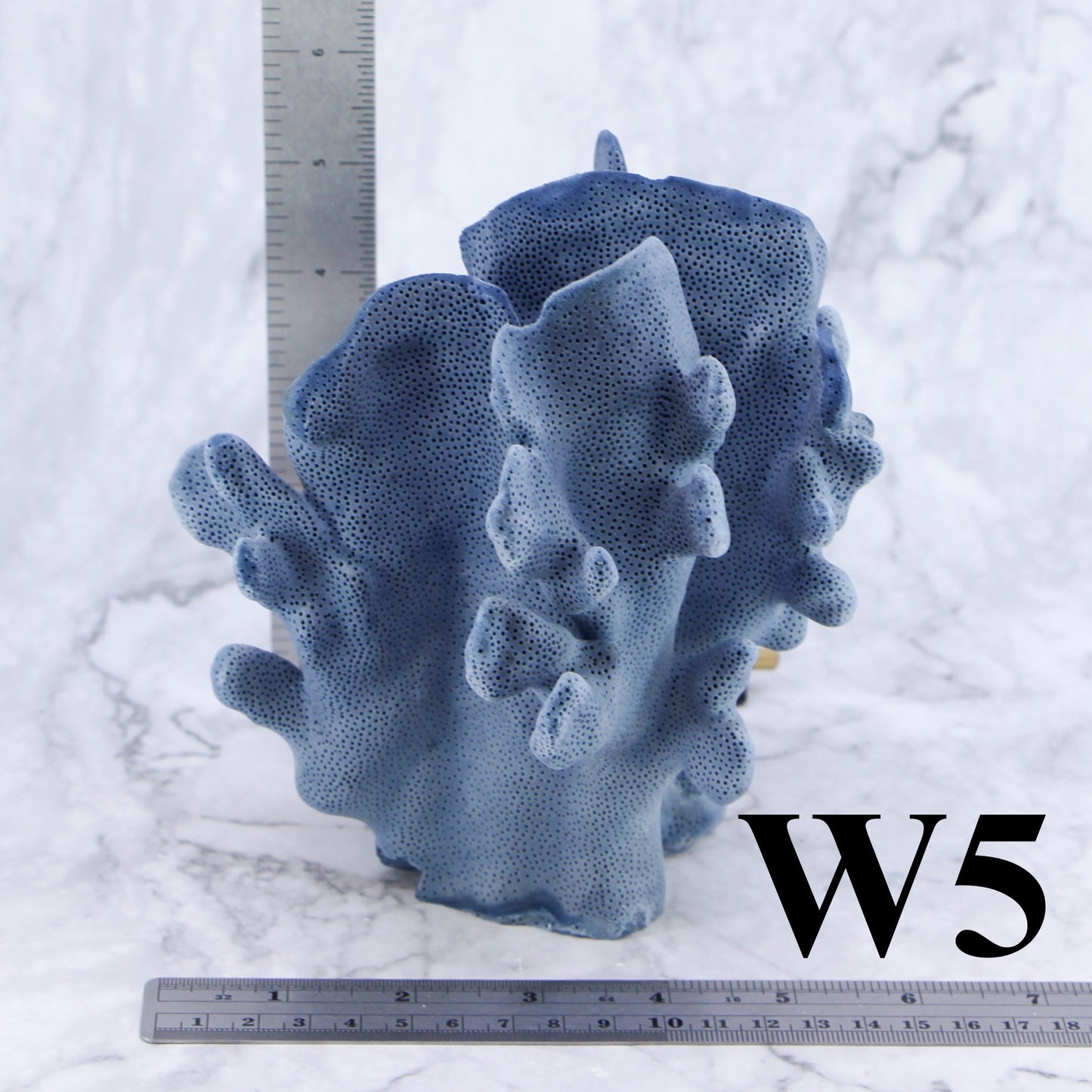 Blue Coral 5-7"