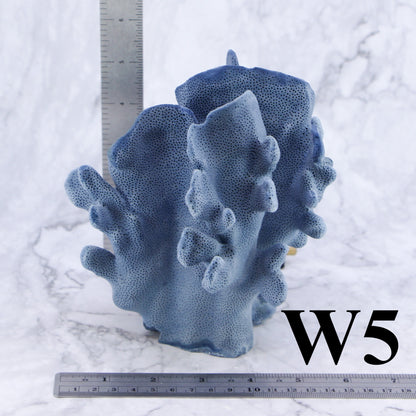 Blue Coral 5-7"