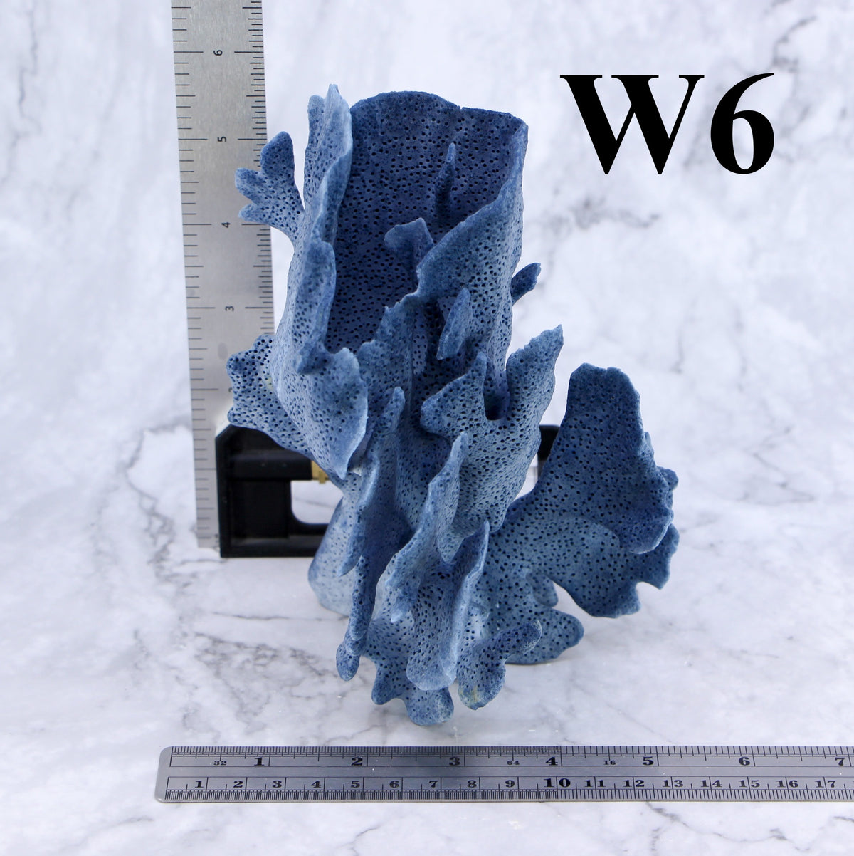 Blue Coral 5-7"