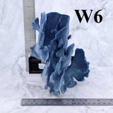 Blue Coral 5-7"