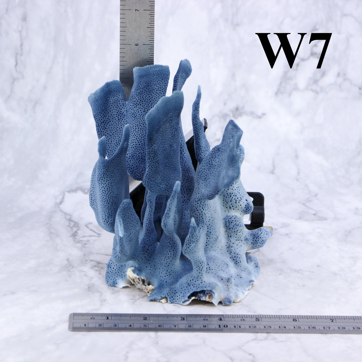 Blue Coral 5-7"