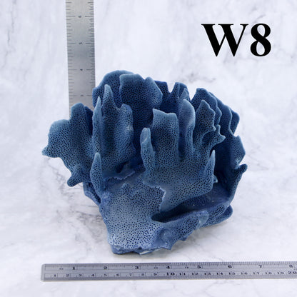 Blue Coral 5-7"
