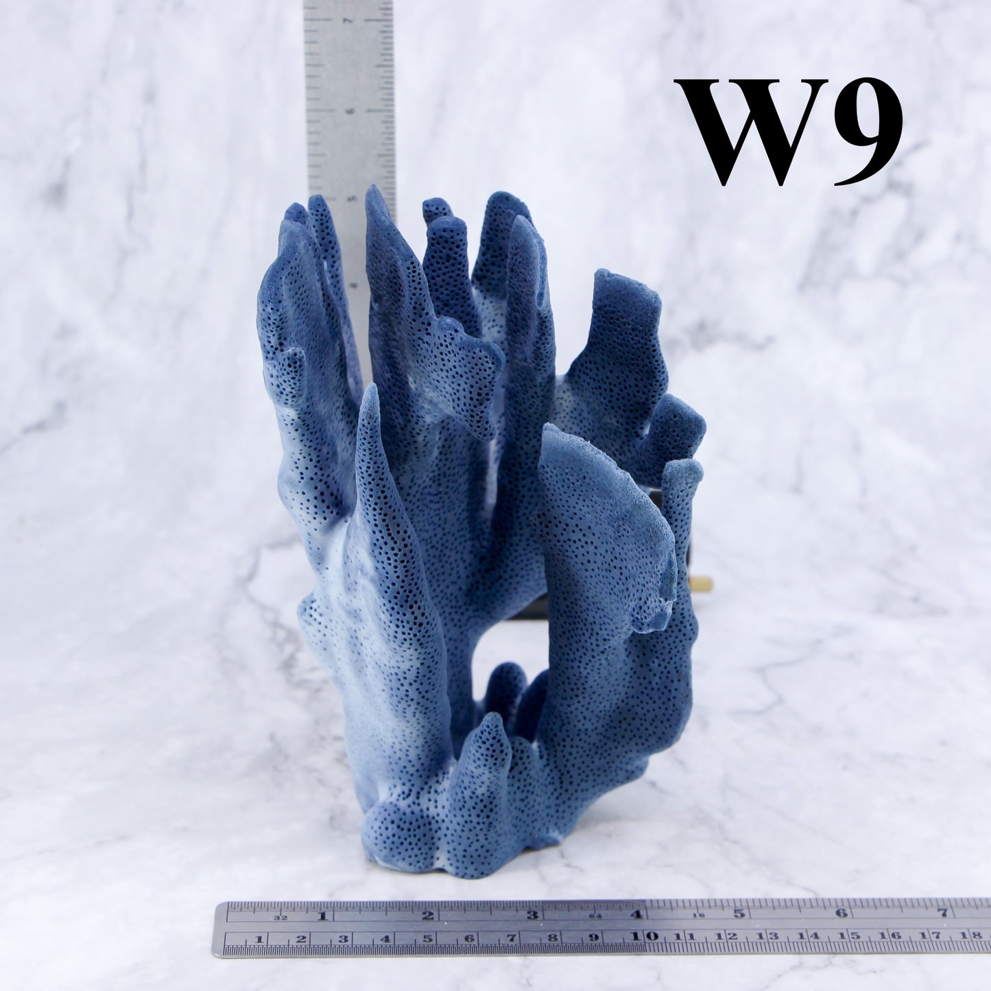 Blue Coral 5-7"