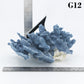 Blue Coral 5-7"