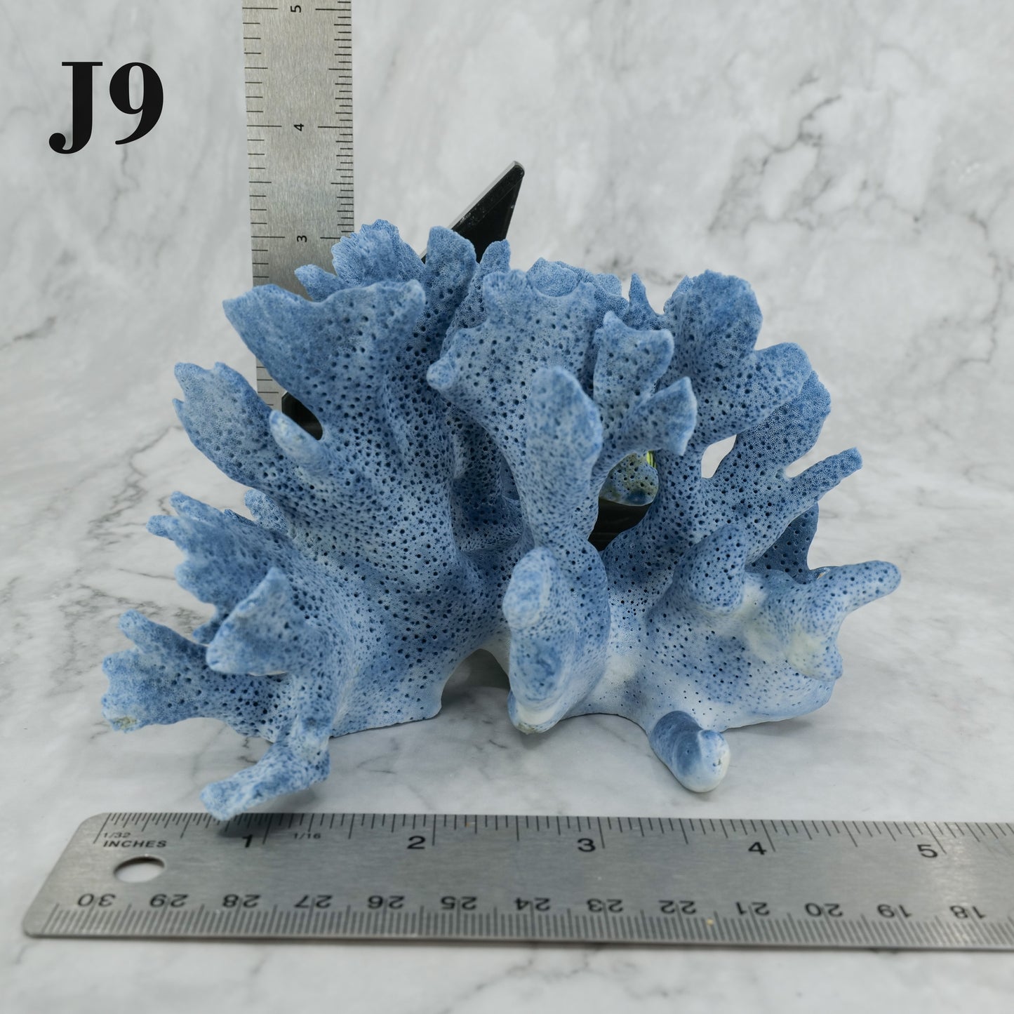 Blue Coral 5-7"