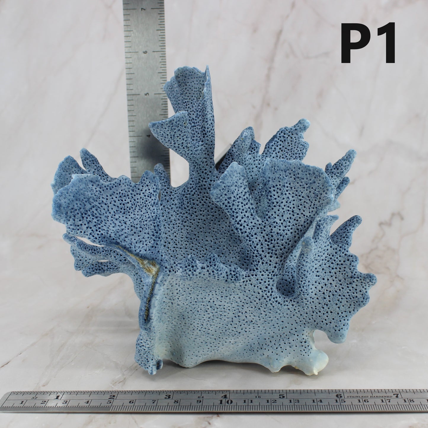 Blue Coral 5-7"