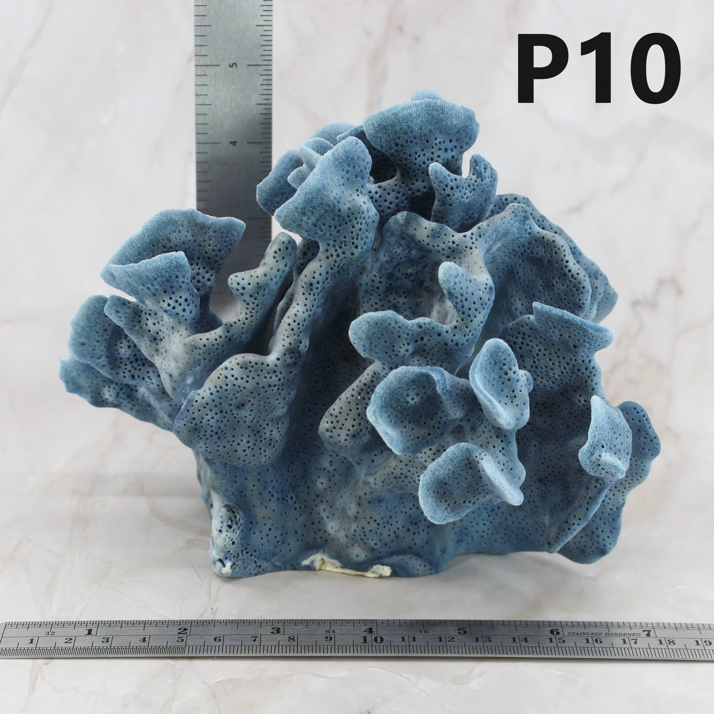 Blue Coral 5-7"