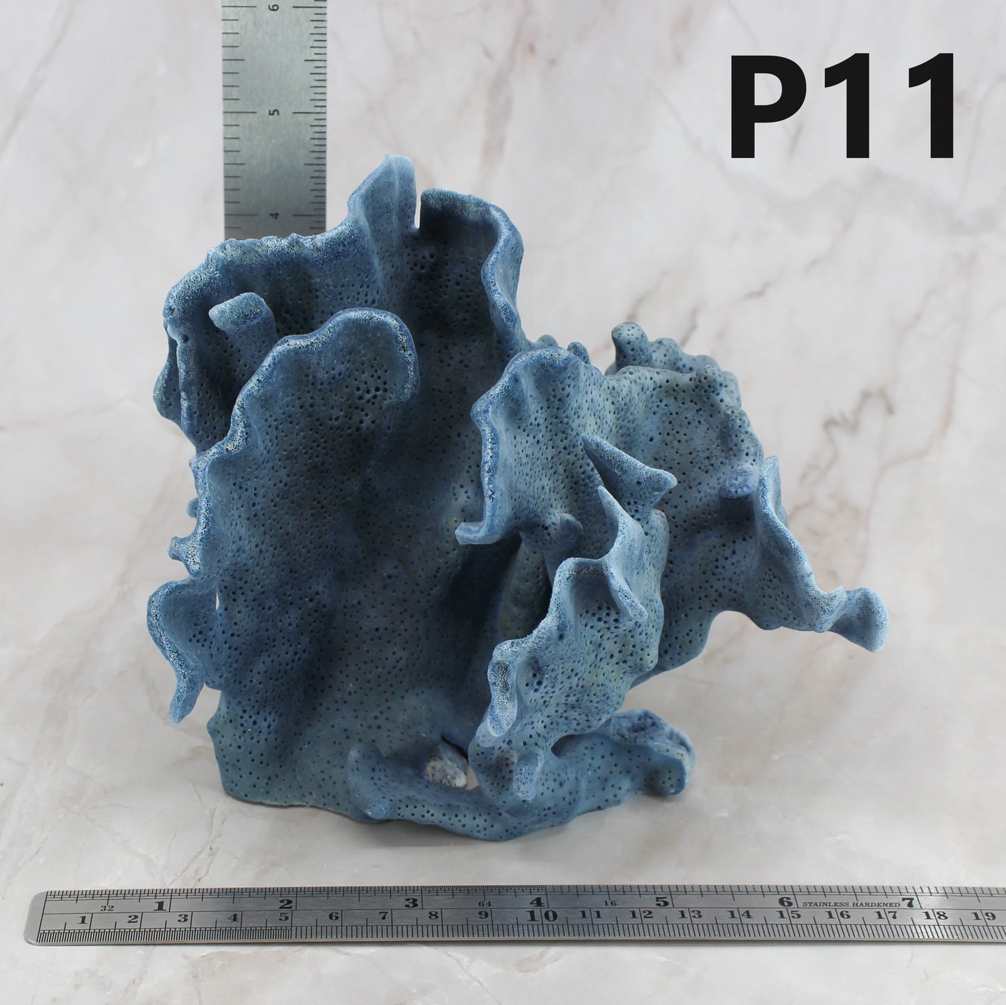 Blue Coral 5-7"