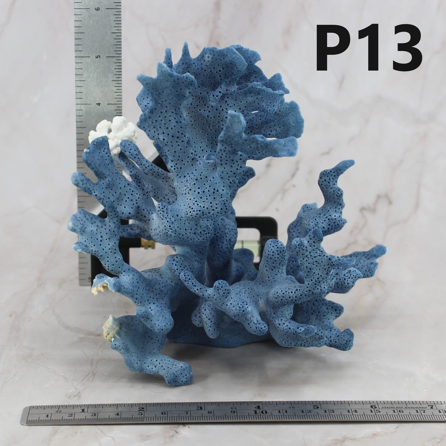 Blue Coral 5-7"