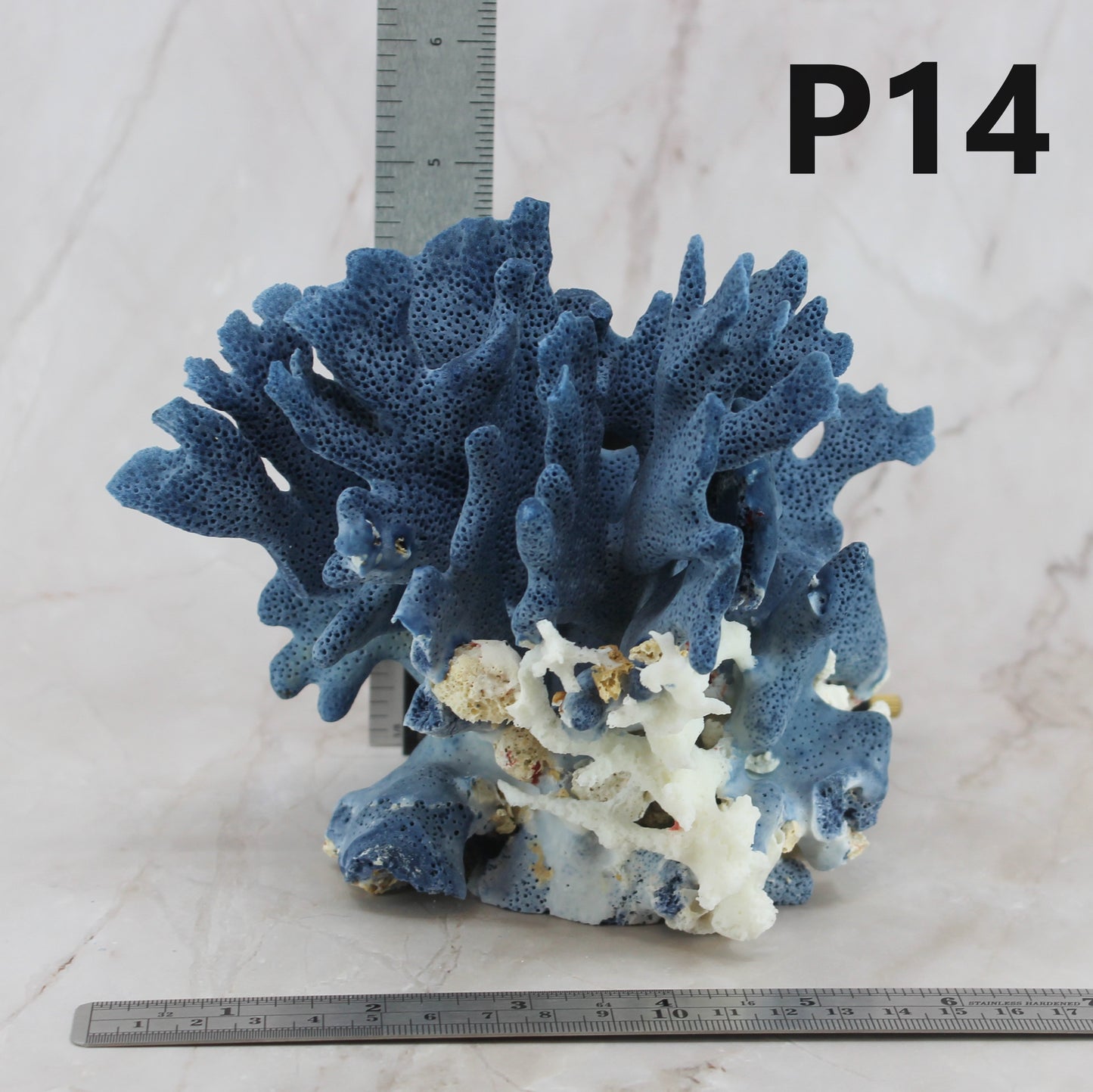 Blue Coral 5-7"