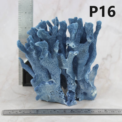 Blue Coral 5-7"