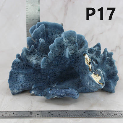 Blue Coral 5-7"