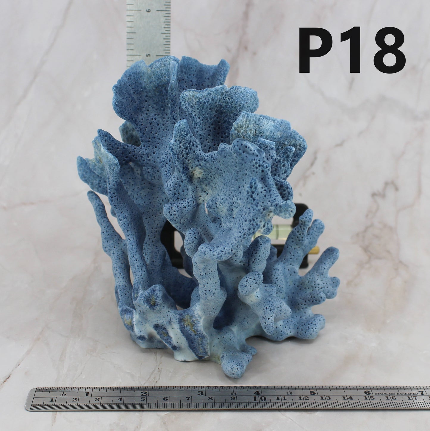 Blue Coral 5-7"