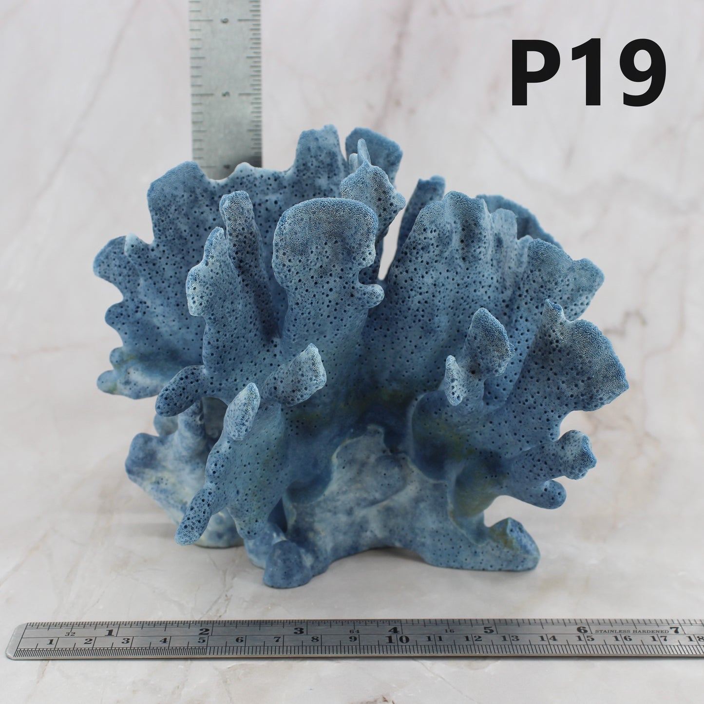 Blue Coral 5-7"