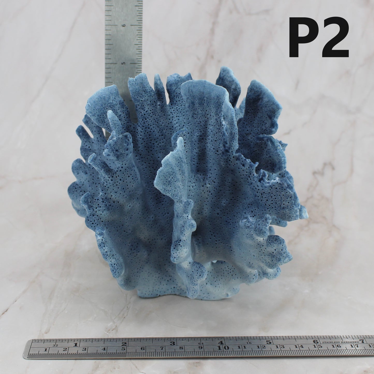 Blue Coral 5-7"